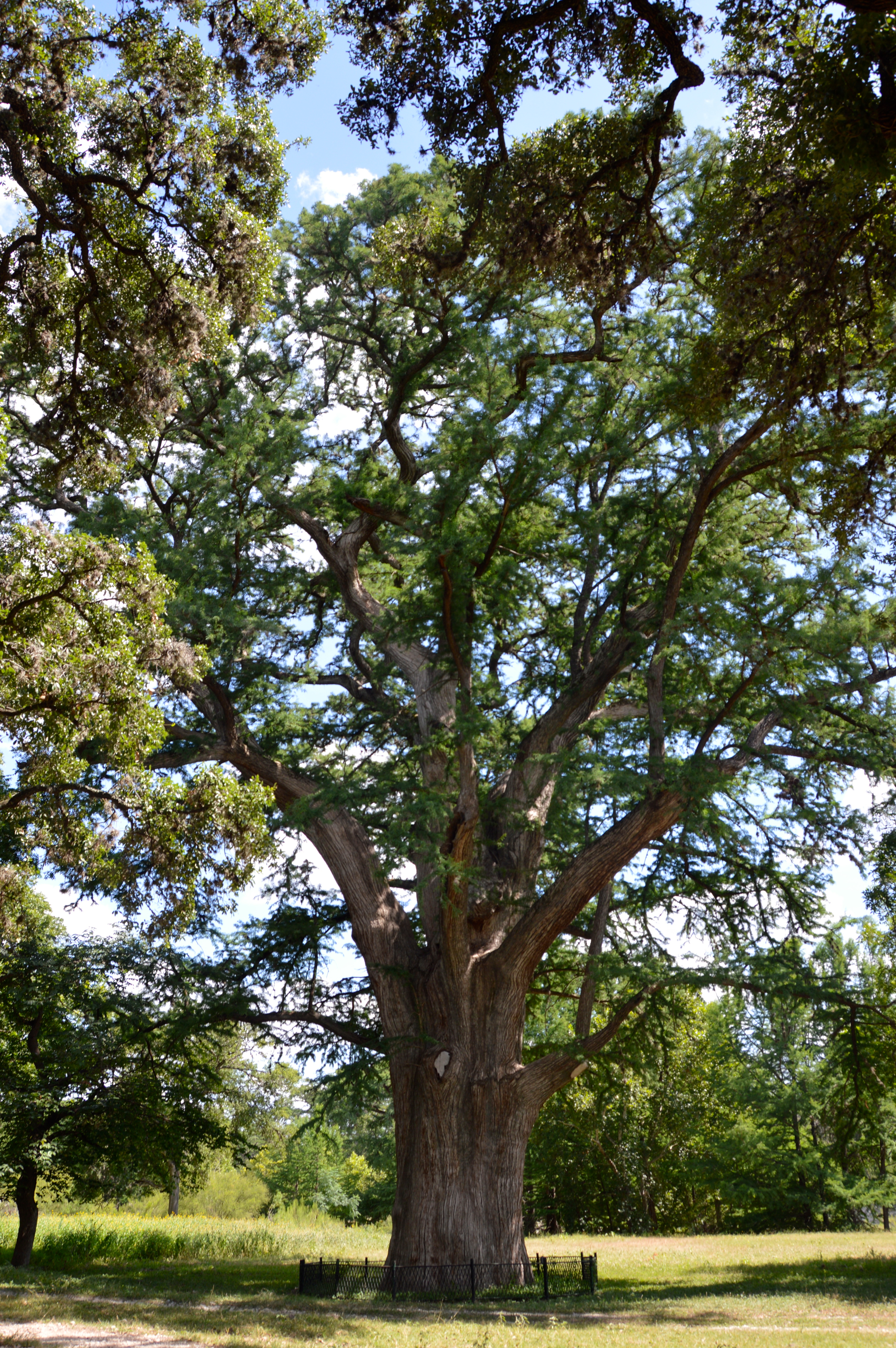 Big Tree Ranch baldcypress