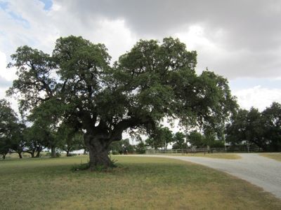 Tannahill Oak
