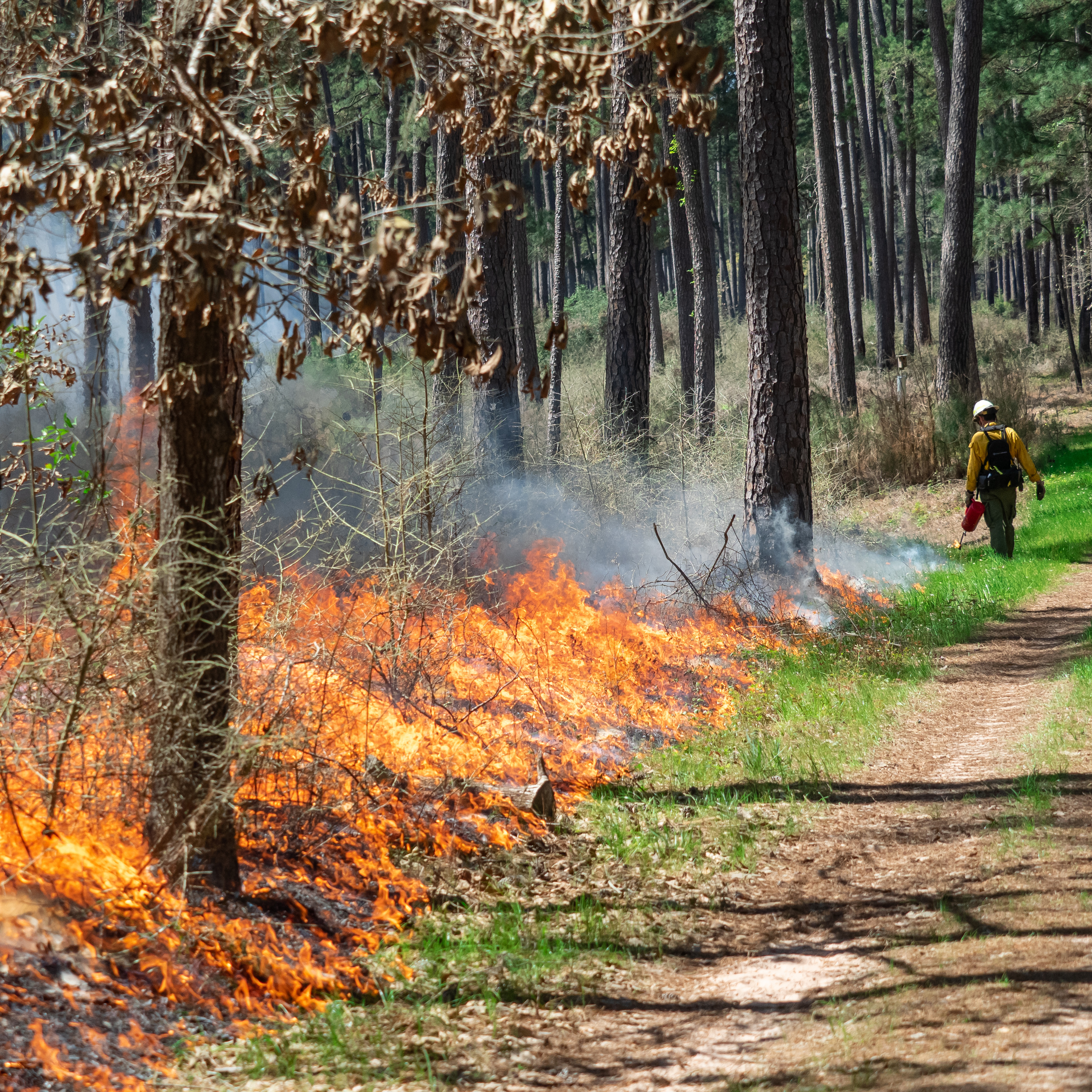 Texas A&M Forest Service awarded 126 recipients grants to conduct prescribed burns this year. For the 2024 fiscal year, the agency has approved more than $705,000 in grant funds to private landowners in Texas with a goal to treat 25,104 acres.