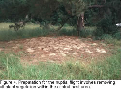 A photo of vegetation removed prior to nuptial flight