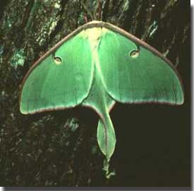 Luna Moth with full wing view.